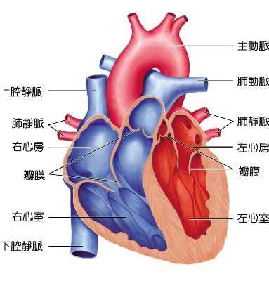 下腔靜脈 孕婦